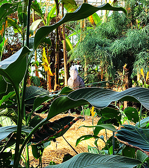 『ハシビロコウ』