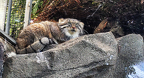 『まにゅるネコ』