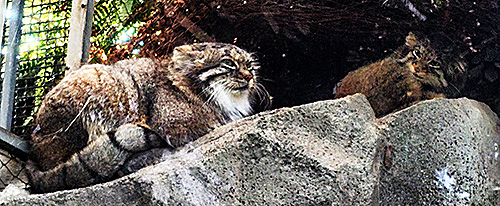 『まにゅるネコ』