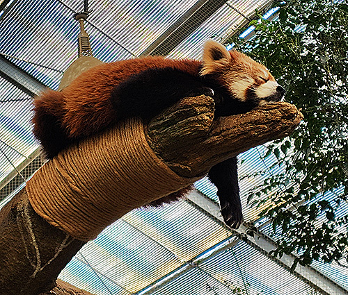 『レッサーパンダ』