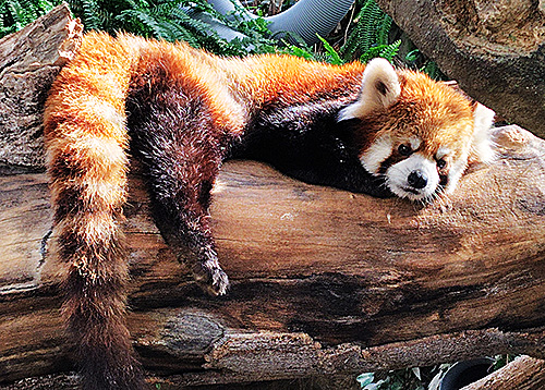 『レッサーパンダ』