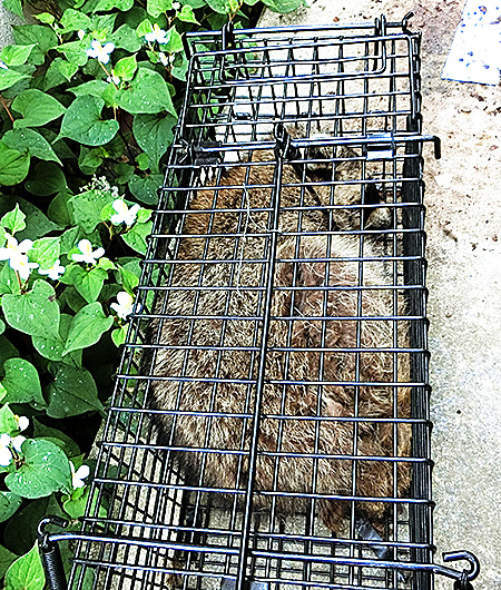 捕獲「アライグマ」