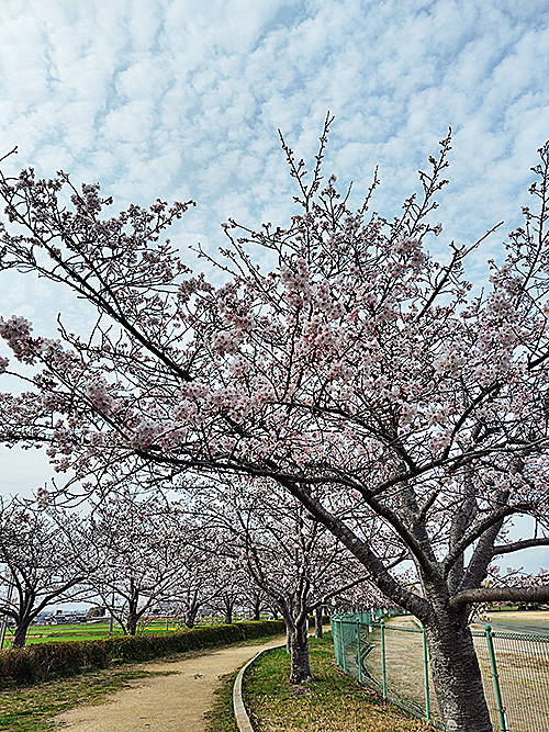 稲美町『いなみ野水辺の里公園』