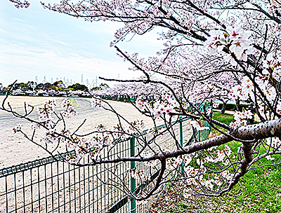 近所で「お花見」